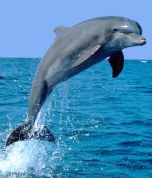 Kép forrása: internet A delfinek hangja az ultrahangok alkalmazásai Ultrahangok: a delfinek hangja. Infrahangok: hallhatjuk-e az indiai elefántok hangját Debrecenben?