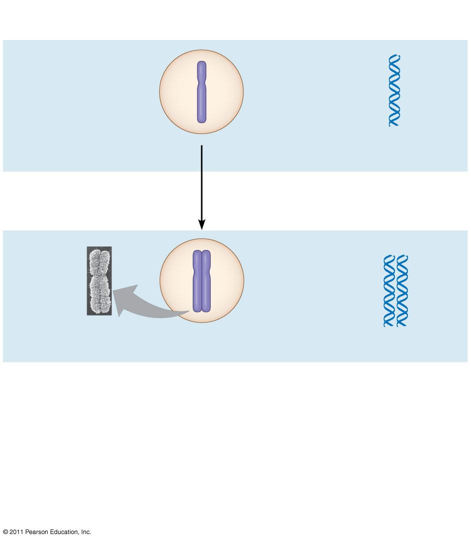Kromoszómák kromoszómális DNS molekulák 1 Centroméra Kromoszóma kar Kromoszóma megkettőződés (magába foglalja a DNS replikációt is) és kondenzáció 2 testvér kromatidok Mitózis során a