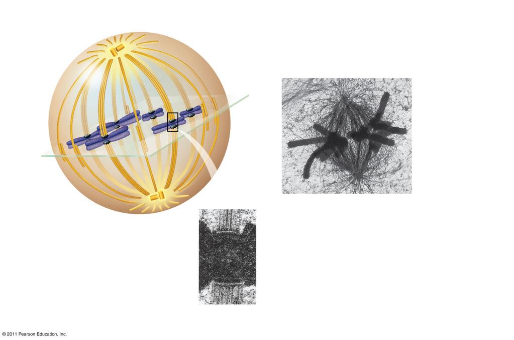 testvér kromatidok magorsó pólus Centroszóma Metafázisos lemez (látszólagos) mikrotubulusok