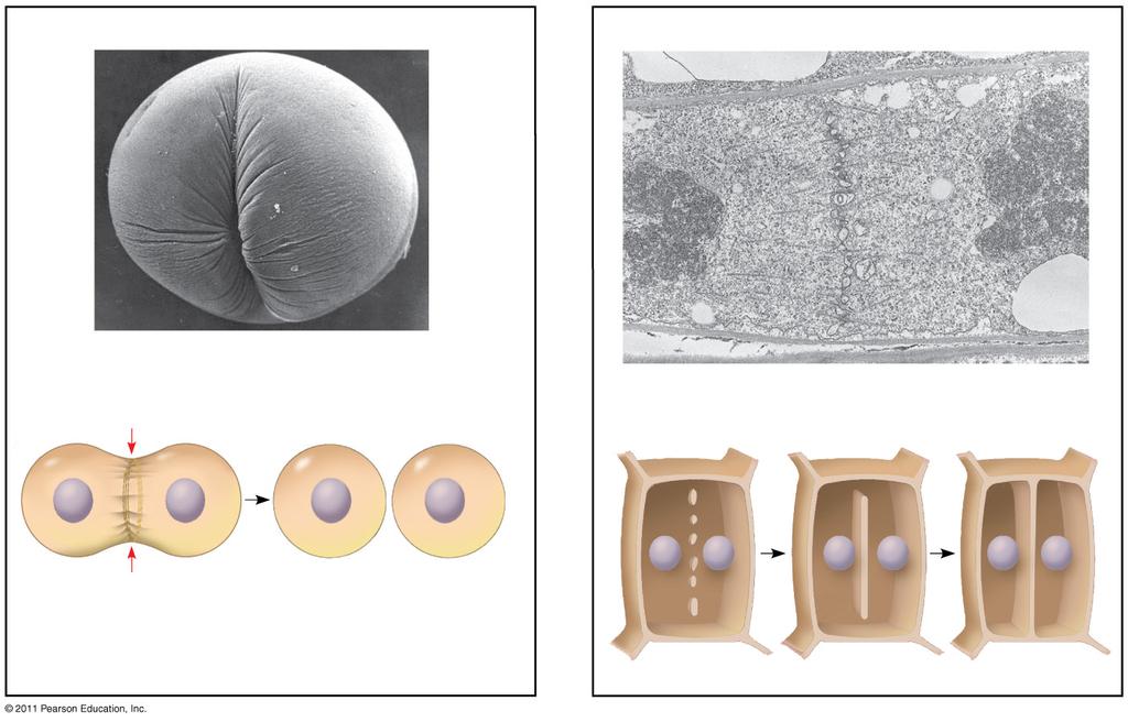 Citokinézis: Állati sejtekben a citokinézis lefűződéssel történik, Növényi sejtekben egy sejtlemez alakul ki a citokinézis során (a) Állati sejt osztódása (SEM) (b) Sejtlemez