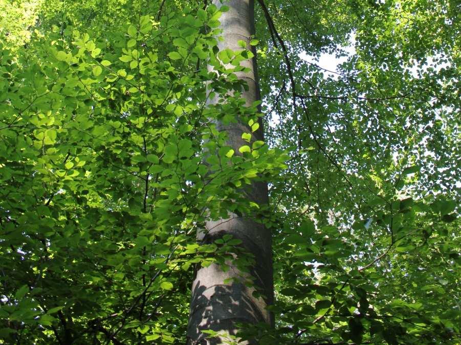 A jól teljesítő fák megtartandók, a gyengébbek kivághatóak. Az újulat nem cél, hanem következmény.