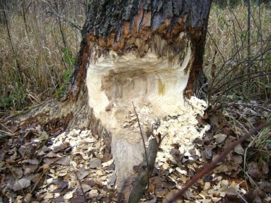 140 Varju József és Jánoska Ferenc 8. ábra: Megrágott rezgőnyár (P. tremula) (mellmagassági átmérő 66 cm) Figure 8: Chewed trembling poplar (P.