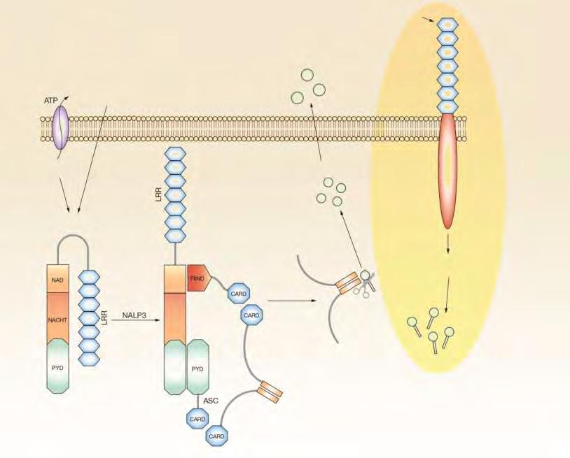 A köszvényes gyulladás autoinflammatorikus folyamata a Toll-like és a NOD-like receptorokon TLR ligand húgysav kristály sejt membrán TLR K + efflux húgysav kristály, bakteriális RNS, peptidoglikán,