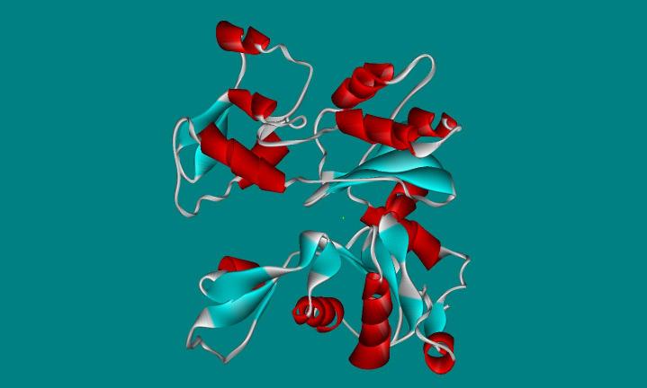 H H 2 N C C R 1 H N C C H R 2 H + H 2 vízkilépés v.