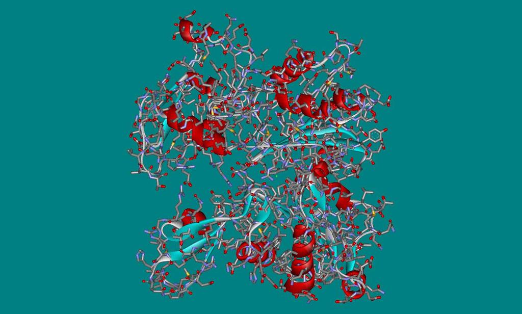 Harmadlagos szerkezet Negyedleges szerkezet Két vagy több polipeptidlánc összekapcsolódásával létrejövő komplex egység kialakulása (pl. hemoglobin). www.pdb.