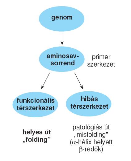 syndrome Sickle cell anaemia Tay-Sachs disease Scurvy Alzheimer s disease Parkinson s disease Familiai amyloidoses Retinitis pigmentosa Cataract cancer Hibás feltekeredés miatt kialakuló betegségek