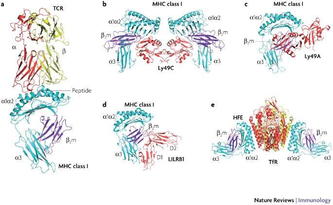 Nature Reviews Immunology 8, 269-278 (2008) A humán MHC-I-fehérjék α-láncát a genetikailag polimorf HLA-A-, -B- és C-gének kódolják, és ez a lánc a