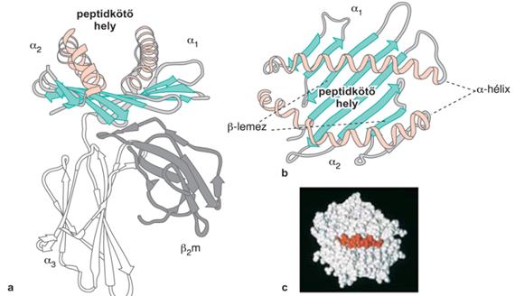 MHC-I-membránfehérje térszerkezete. (a) MHC-I-molekula röntgenkrisztallográfiás módszerrel meghatározott térszerkezete, kiemelés: peptidkötő zseb oldal- (a) és felülnézetben (b).