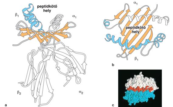 MHC-II-membránfehérje térszerkezete. (a) MHC-II-molekula röntgenkrisztallográfiás módszerrel meghatározott térszerkezete, kiemelés: a peptidkötő zseb oldal- (a) és felülnézeti (b) szerkezete.