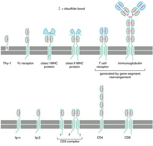 Immunglobulinok: Jellegzetes doménstruktúrájú molekula család.