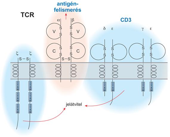 TCR komplex. A TCR antigén-felismerő egysége az α/β-láncokból álló dimer. Önmagában nem képes a sejtmag felé irányuló jelátviteli folyamatok beindítására.