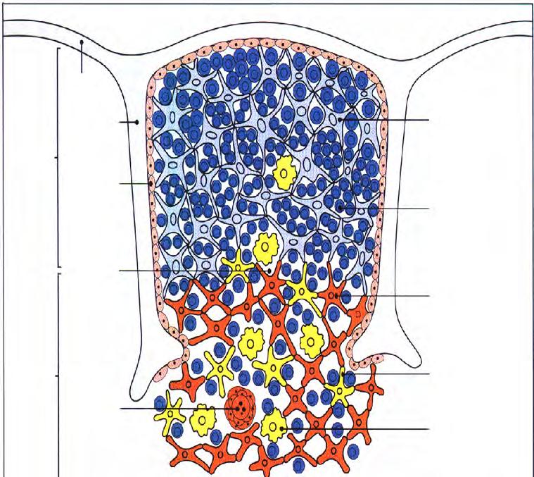 Thymocita (csontvelő eredetű) Medulláris epitheliális sejt (endodermális eredetű)