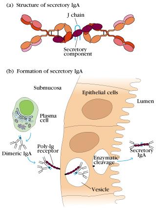 IgA transzport