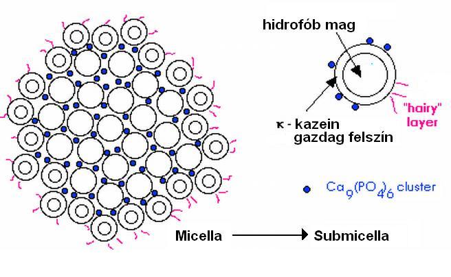 Kazein micella a tejben Az ( ) kazein a leg- hidrofóbabb fehérjék