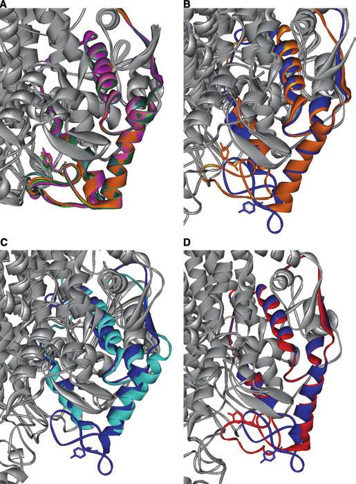 S. Pilbák et al. Tyr-loop in phenylalanine ammonia-lyases Fig. 3. Comparison of HAL and PAL Tyr-loop regions (PDB codes colors). (A) Overlaid crystal structures of six P.