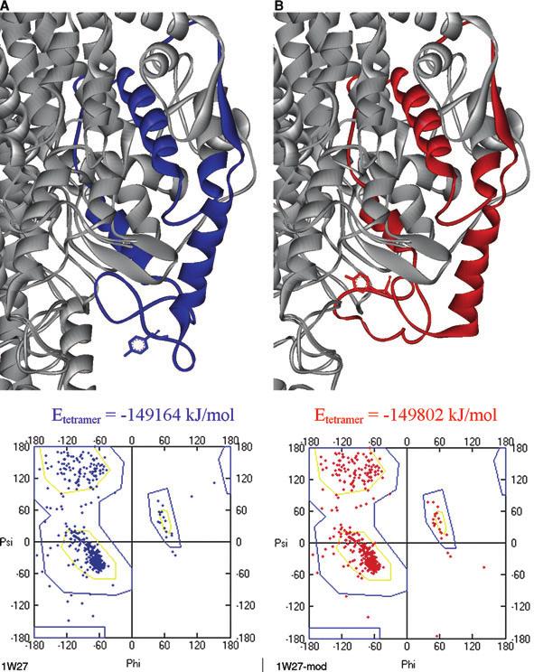 Tyr-loop in phenylalanine ammonia-lyases S. Pilbák et al. Fig. 4. Analysis of (A) experimental (1W27; blue) and (B) modified (1W27 mod ;red)p. crispum PAL structures.