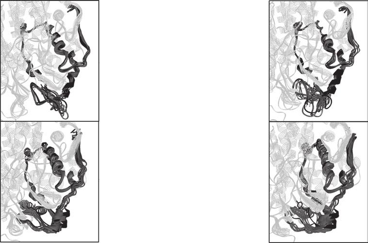 S. Pilbák et al. Tyr-loop in phenylalanine ammonia-lyases A B A) B) C) D) C D Fig. 5. Molecular dynamics calculations on the Tyr110-loop region of P. crispum PAL structures.