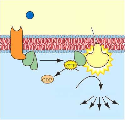 A fotikus információ továbbításáért a fotoreceptorok családjába tartozó csapsejtek és pálcikasejtek mellé társult ganglion-(sugárzás érzékeny) sejtek együttesen felelősek.