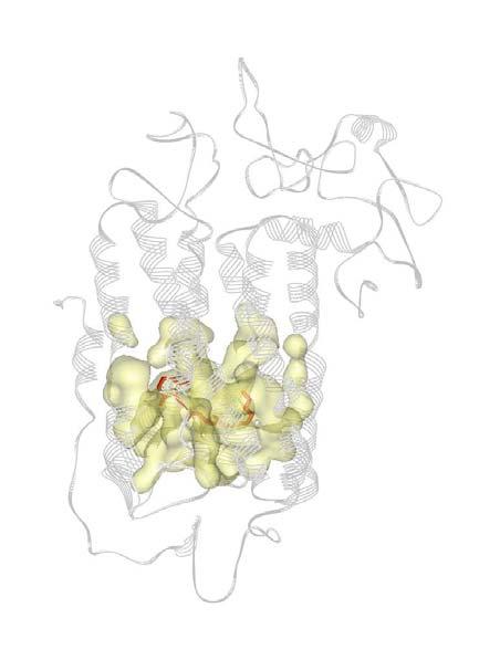 Eredmények 56 17. Ábra. A kromofór (piros pálcika) 8 Å környezete (sárga) a melanopszin modellben. Célunk a ligandum kötődés vizsgálata volt a melanopszin modellben és rodopszin kristályszerkezetben.