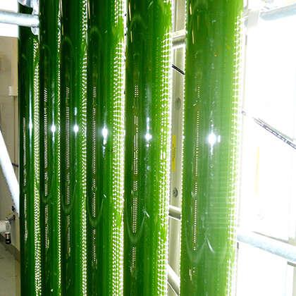 A Hóalga Előállítása Egy bioreaktorban, mesterséges, steril körülmények, tápanyagban gazdag körülmények között állítják elő, biotechnológiai