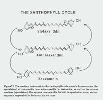 .Zeaxantin-violaxantin rendszer A zárósejtek a kék fényt a zeaxantin foton
