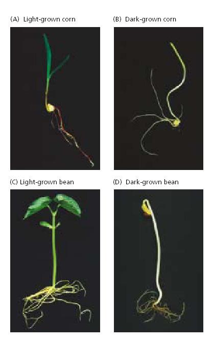A növények fényérzékelése Fotomorfogenezis és szkotomorfogenezis A növények érzékelik a fény hullámhosszát a fény intenzitását a fény beesésének irányát A fényérzékelés fontos, mert a fényfeltételek
