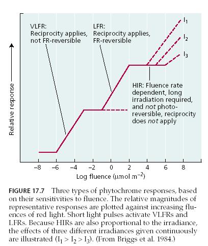 0,1nmol m -2 (de-etioláció, nem reverzibilis!) Kis besugárzási reakció, LFR (low-fluence response) 1µmol m -2 (pl. csírázás, reverzibilis hatás!