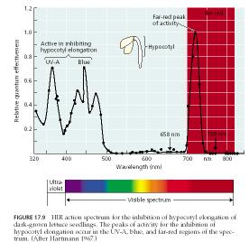 Akcióspektrum: Az LFR akció spektrumok fı csúcsa a csírázás stimulációhoz 660 nm-nél és a gátlása pedig 720 nm-nél van.