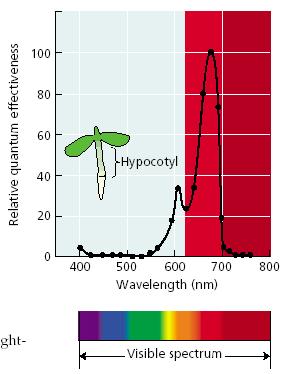 A zöld növények HIR Akció spektruma Az etolált csíranövények HIR válaszaa folyamatos vörösön túli sugárzásra gyorsan csökken, amint a csíranövények zöldülnek.