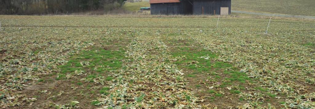 A gyökérgolyva rezisztencia mellett egyéb agronómiai tulajdonságaiban a jól ismert Arsenal hibridünkhöz hasonló.