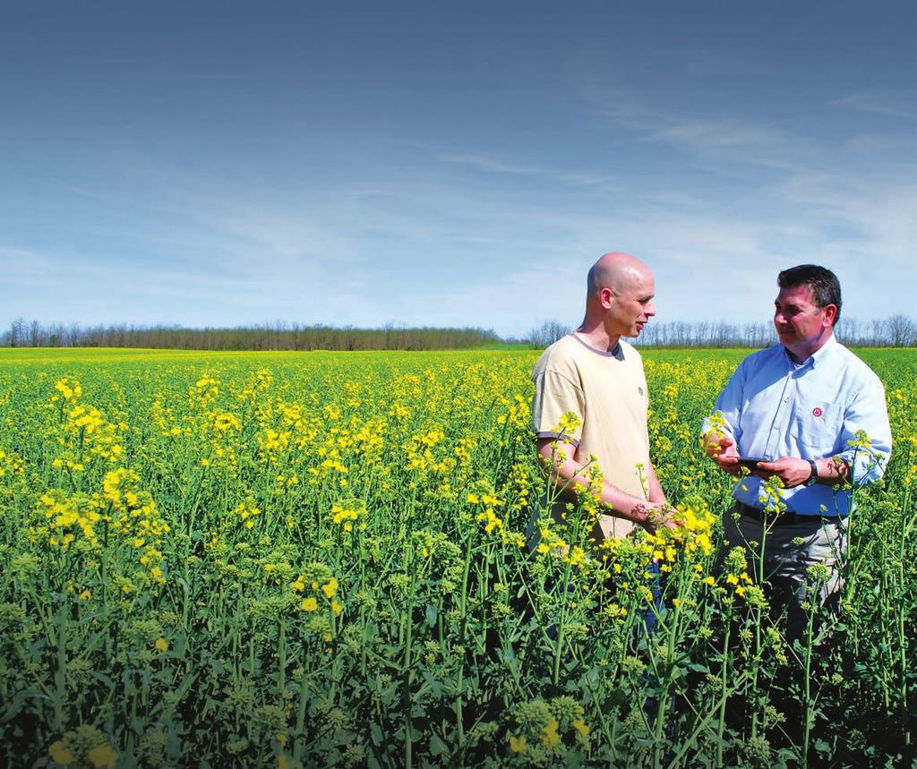 A LIMAGRAIN INNOVÁCIÓI A MÉG EREDMÉNYESEBB REPCETERMESZTÉSÉRT A repce megítélése és a leszűkült vetésforgóban betöltött szerepe jelentősen megváltozott az elmúlt tíz évben.