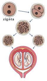 A fogamzás lehetõségei A nõknél egyidõben általában egy petesejt érik és termékenyül meg, tehát egy gyermek