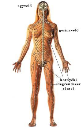 gerincvelõ a csigolyák által képzett gerinccsatornában helyezkedik el.