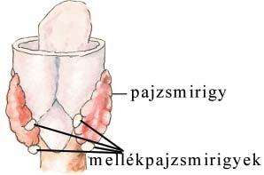 Mellékpajzsmirigy HORMONÁLIS SZABÁLYOZÁS A pajzsmirigy alatt elhelyezkedõ négy darab, borsószem nagyságú mirigy.