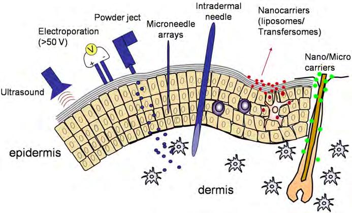 Az epidermális és intradermális immunizálás módszereinek sematikus ábrázolása Suzanne M.