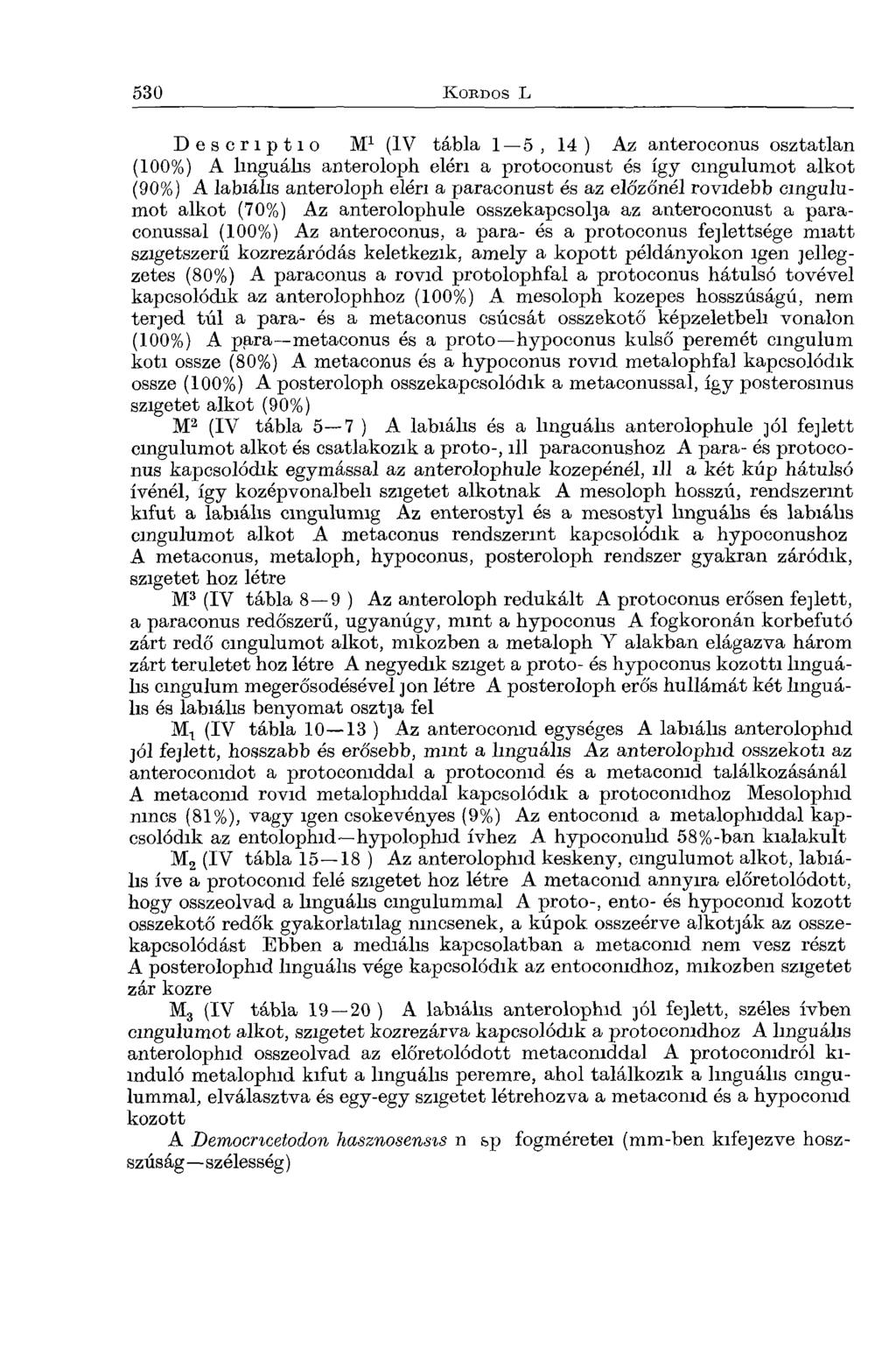 Descriptio M1 (IV tábla 1 5, 14 ) Az anteroconus osztatlan (100%) A lmguálas anteroloph elén a protoconust és így cmgulumot alkot (90%) A labiális anteroloph elén a paraconust és az előzőnél rovidebb