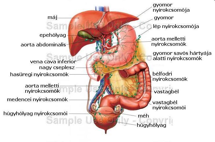 GASZTROENTEROLÓGIAI MEGBETEGEDÉSEK IDŐS KORBAN A máj betegségei Vírushepatitisek (A (komolyabb szövődmény és mortalitás), B (igen ritka), C (0,7% --- cacinoma)) Primer biliaris cirrhosis A primer