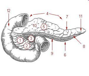 Pancreas carcinoma A fejlett országokban a pancreas carcinoma az 5. leggyakoribb daganatos halálok.