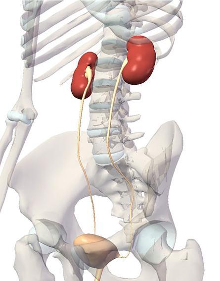 IDŐS KOR ÉS VESEBETEGSÉG A vese változásai idős korban: a vese tömege csökken, csökken a működő nephronok száma, glomerularis sclerosis keletkezik, csökken a glomerularis filtrációs ráta,(gfr)