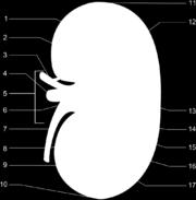 Alsó pólus (extremitas inferior) 12. Vas afferens 13. Nephron 14. Kiskehely 15. Nagykehely (calyx major) 16. papilla renalis 17.