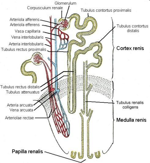 IDŐS KOR ÉS VESEBETEGSÉG Ischemiás vesebetegség: oka a vérellátás csökkenése, hypertonia, atherosclerosis Jelllege: