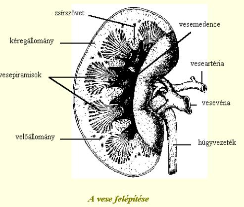 veseelégtelenségben szenved (200 ezer) diabetesesek 10%-a : 50 ezer Primer veseelégtelenség: 50 ezer az utóbbi időben 10