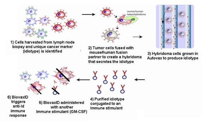 Anti-idiotypic vaccine against IgG producing B cell tumors