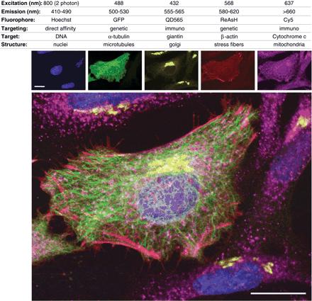 Fluoreszcens jelölő módszerek párhuzamos alkalmazása Öt