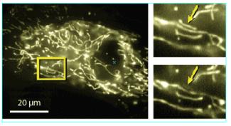 nanosebészet Caenorhabditis elegans 302