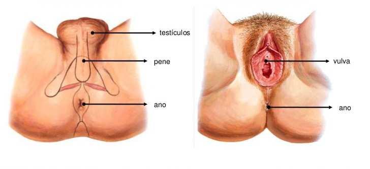 Perianus testis penis gyök vulva 5 cm anus anus Perianus: 5 cm-es