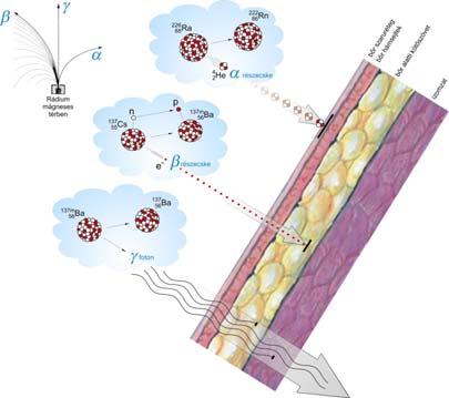 alfa béta gamma neutron áthatolóképesség nagyon kicsi kicsi