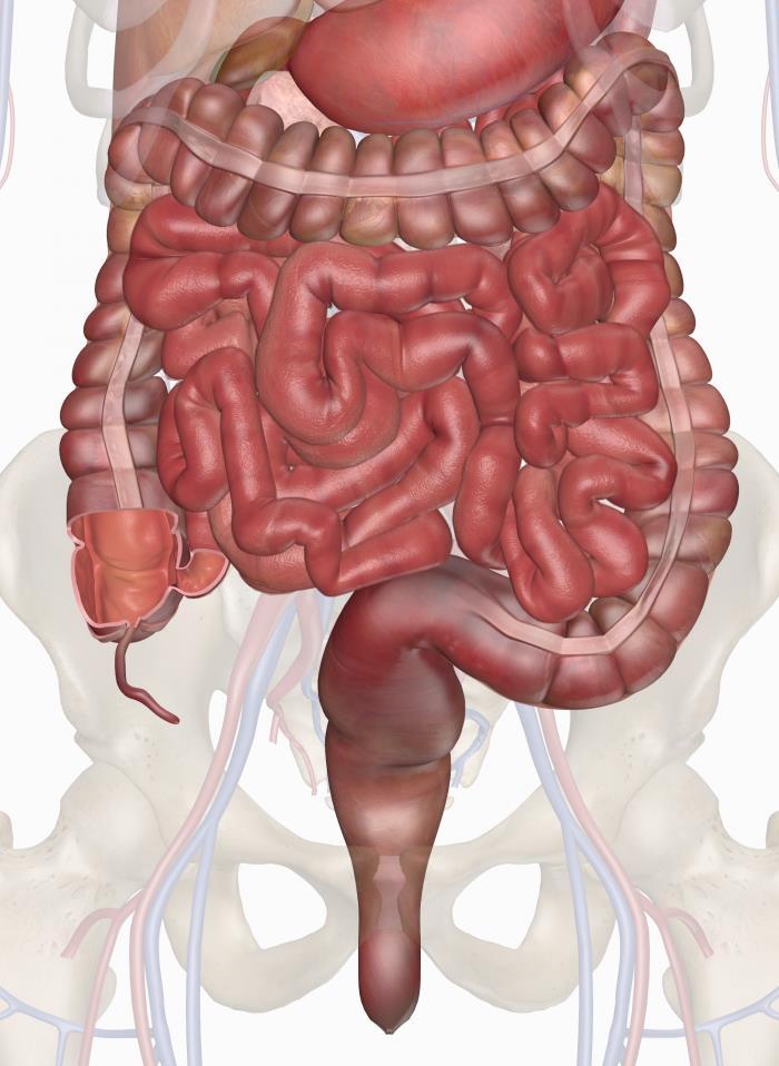 Intestinum Tenue 4-6 m Duodeunum részben retroperitnealis Jejunum - intra Ileum intra Mesenterium, radix