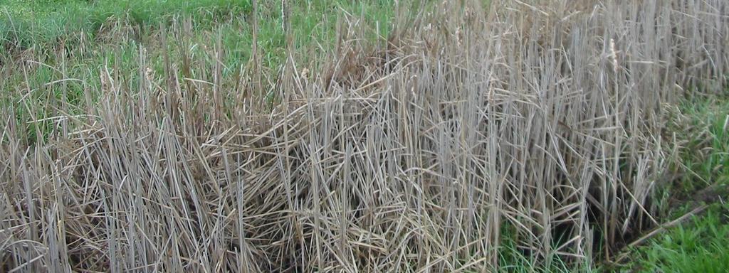 Kapcsolódások más programokhoz / alprogramokhoz Alföld Program Erdőtelepítési program Agrár-környezetvédelmi program Nemzeti
