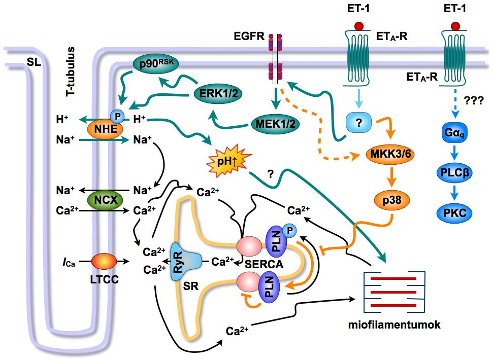kivédte az ET-1 által kiváltott EGFR transzaktivációt és ERK1/2 foszforilációt, valamint szignifikánsan gyengítette a peptid pozitív inotrop válaszát.